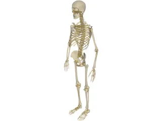 Skeleton Male 3D Model