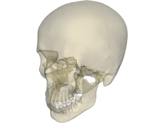 Skull Male 3D Model