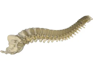 Vertebral Column 3D Model