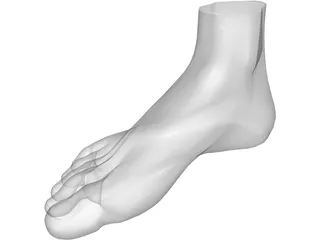 Foot 3D Model