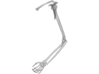 Arm Left 3D Model