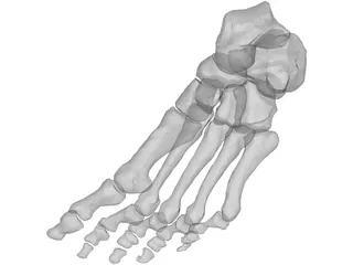 Foot Bone Left 3D Model