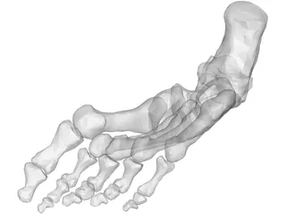 Foot Bone Right 3D Model