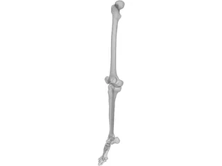 Leg Right 3D Model