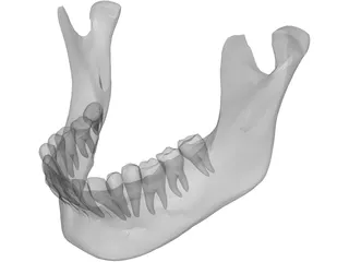 Jaw Lower 3D Model