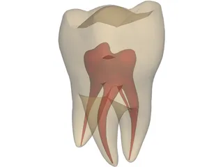 Molar 3D Model