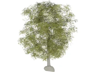 Maple Tree 3D Model