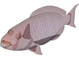 Red Parrotfish 3D Model