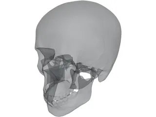 Skull 3D Model