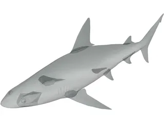 Sandbar Shark 3D Model