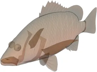 Mangrove Red Snapper 3D Model