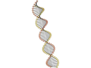 DNA Model 3D Model