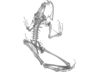 Frog Skeleton 3D Model