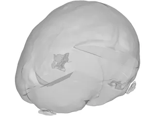 Brain 3D Model