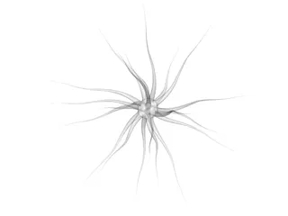 Neuron 3D Model