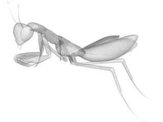 Praying Mantis 3D Model