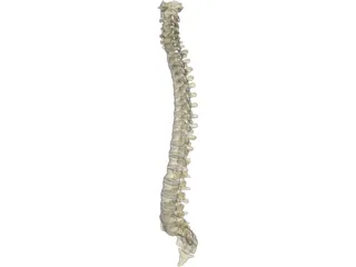 Vertebral Column 3D Model