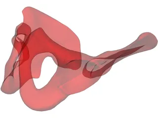 Pelvis Male 3D Model