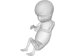 Fetus 12-Week 3D Model