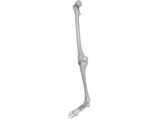 Leg Bone Female Right 3D Model