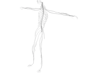 Nervous System 3D Model