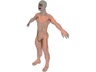 Muscle Man 3D Model