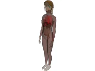 Woman [+Internal Organs] 3D Model