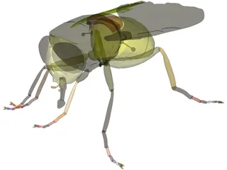 Fly 3D Model