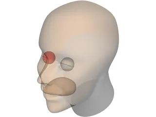 Head Human 3D Model