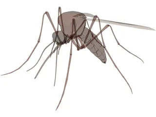 Mosquito 3D Model