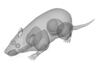 Rat 3D Model