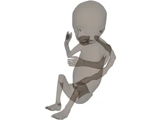 Fetus 3D Model