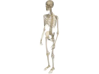 Skeleton Male 3D Model