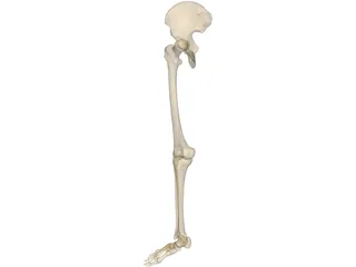 Leg Bone Right 3D Model
