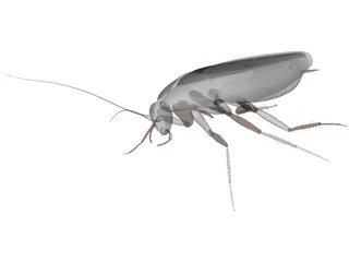 Cockroach 3D Model