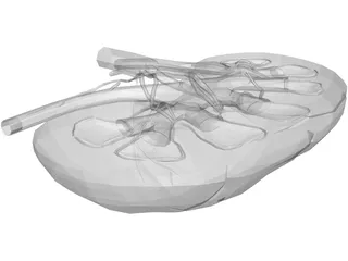 Kidney Interior 3D Model