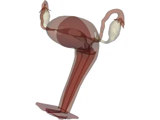 Reproductive System Female 3D Model