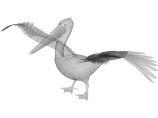 Pelican 3D Model