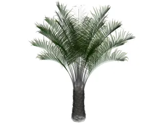 Butia Capitata 3D Model