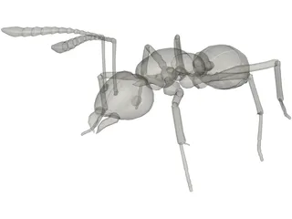 Ant 3D Model