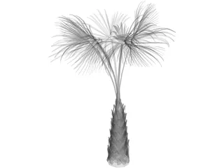 Sabal Palmetto Tree 3D Model