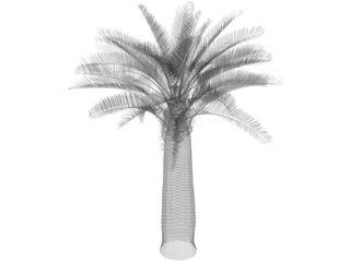 Jubaea Chilensis 3D Model