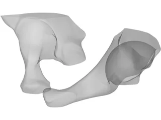 Pelvis 3D Model