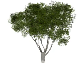 Garden Tree 3D Model