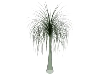 Palmera 3D Model