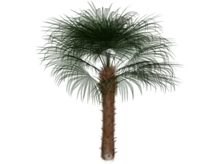 Windmil Palm 3D Model