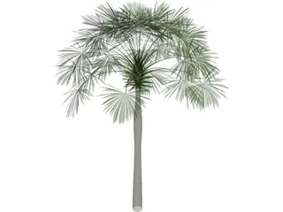 Sabal Palmetto 3D Model