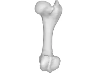 Porcine Femur 3D Model