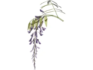 Wisteria Flower Japanese 3D Model