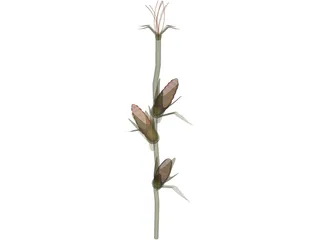 Corn Stalk 3D Model